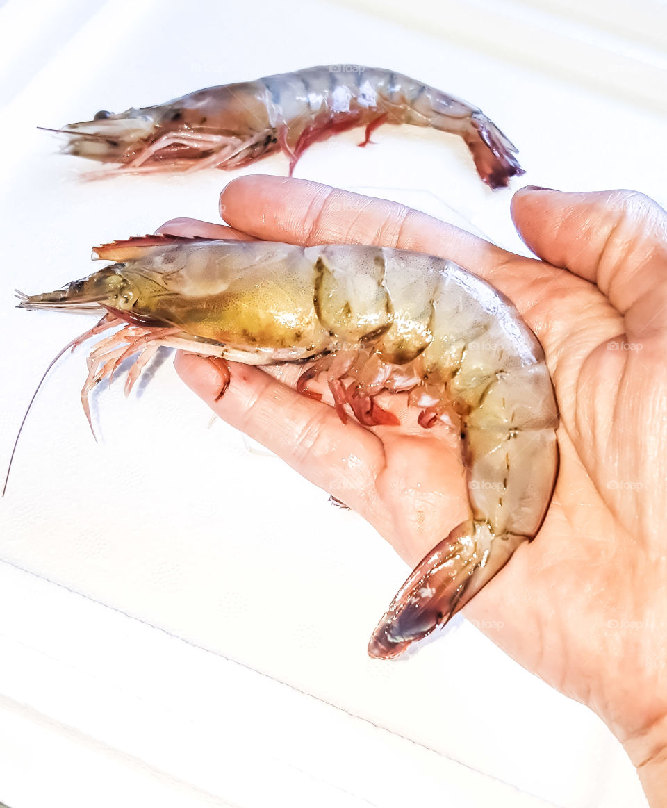 hand holding jumbo size fresh gulf of Mexico shrimp