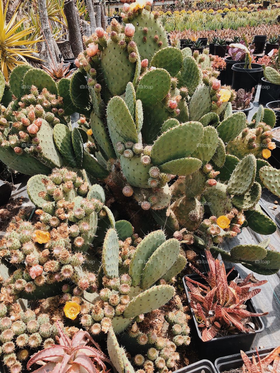 Cactus & succulent heaven, California.