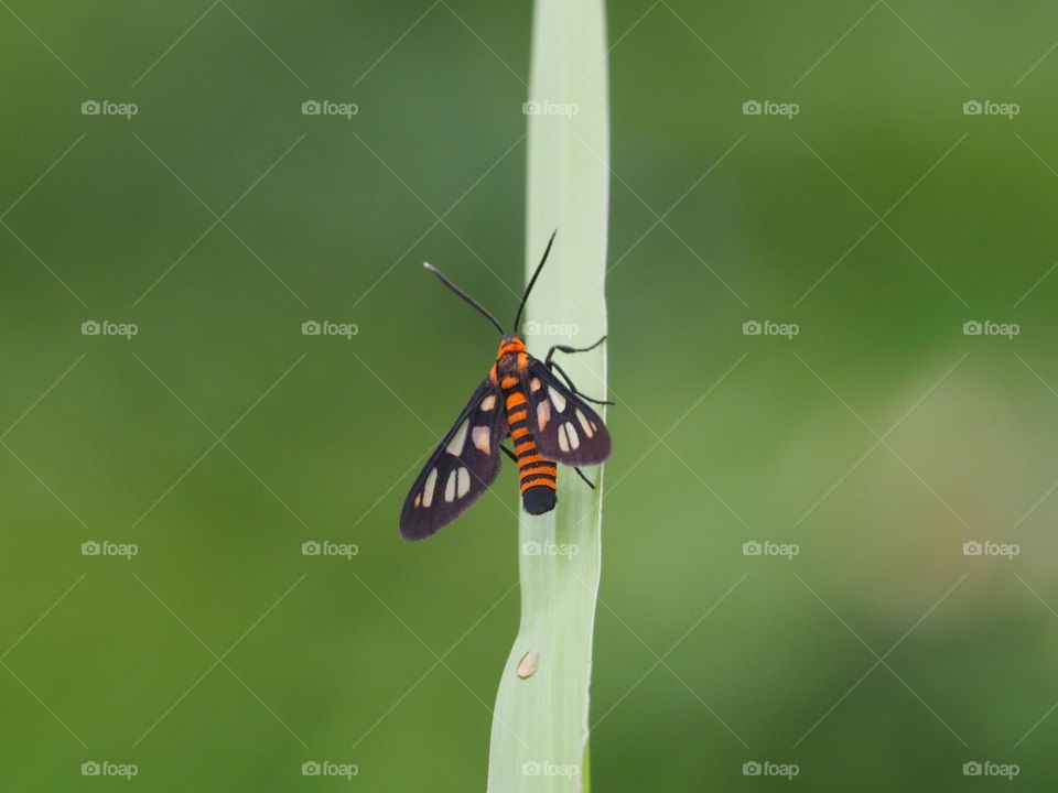 tiger moth