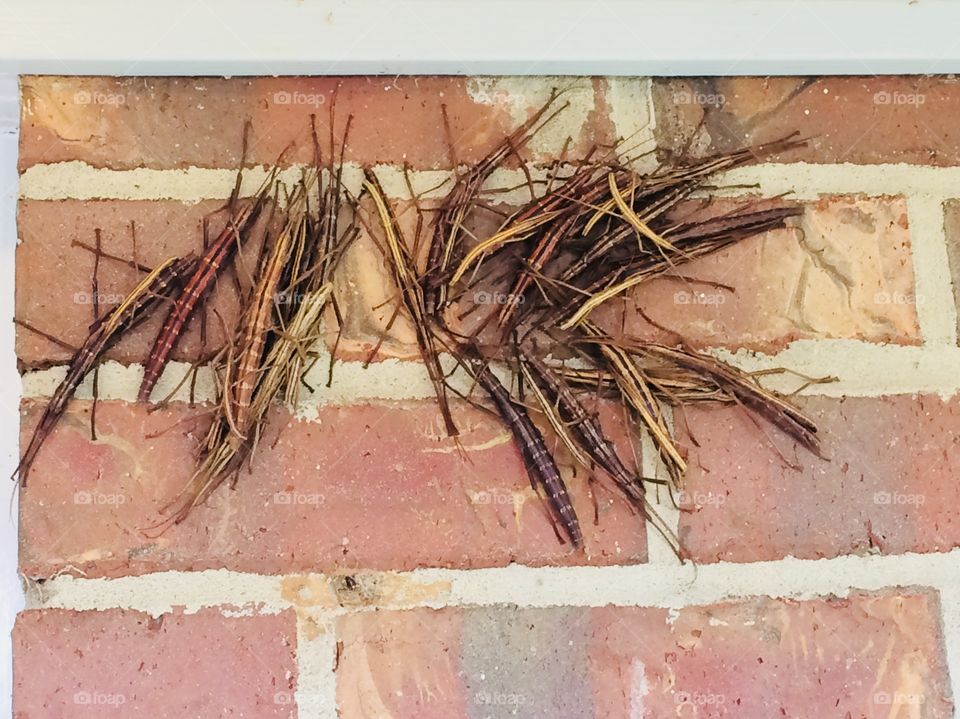 Some strange critters...our exterminator didn’t even know what they were.