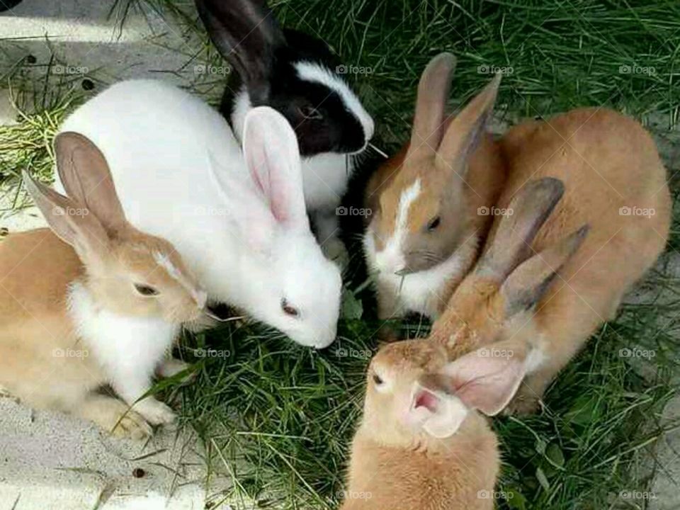 Rabbit 🐇 army.... 💖