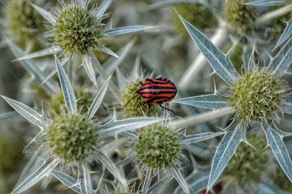 Graphosoma Lineatum