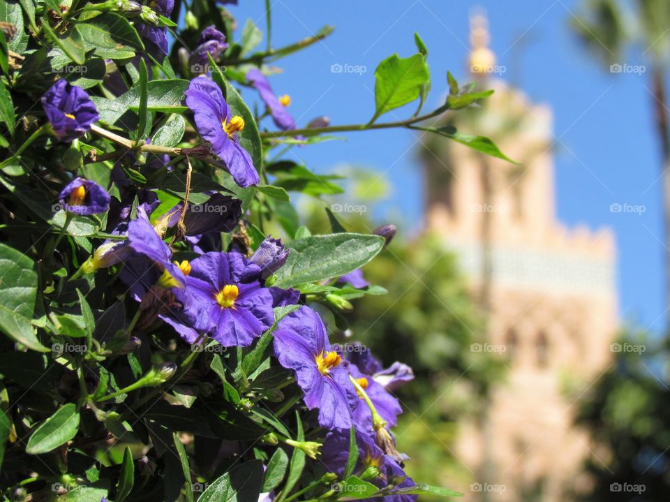 First sugar violet flowers blooming in the sunny early spring in Park Lalla Hasna in Marrakech 