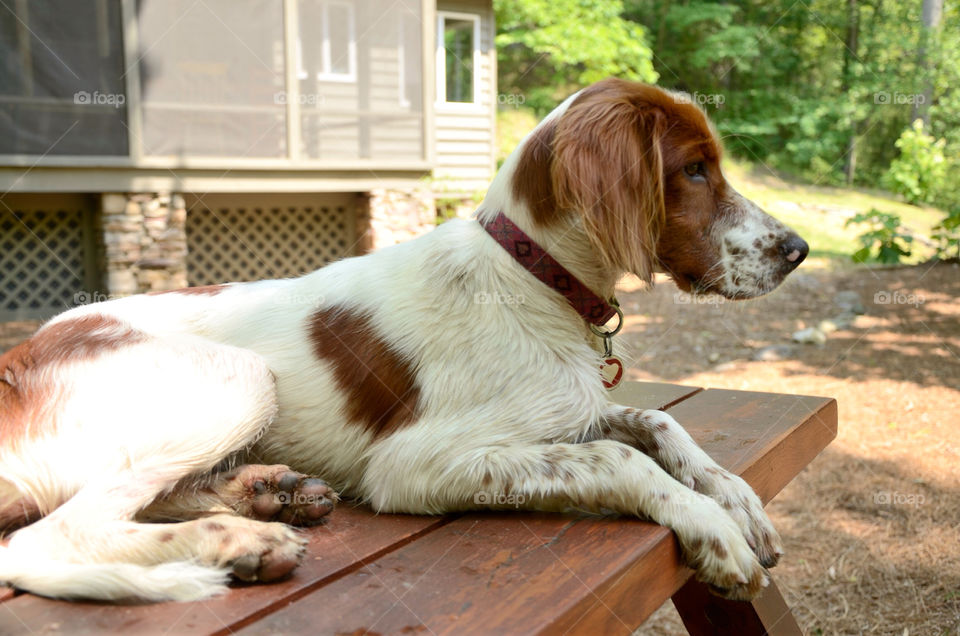 outdoors dog woods cabin by bobettelambert