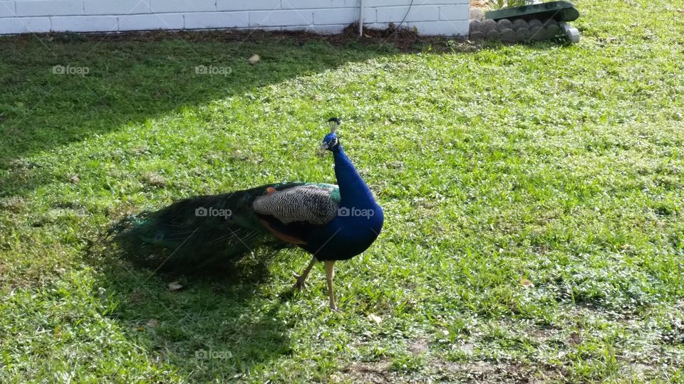 Mr Peacock strutting