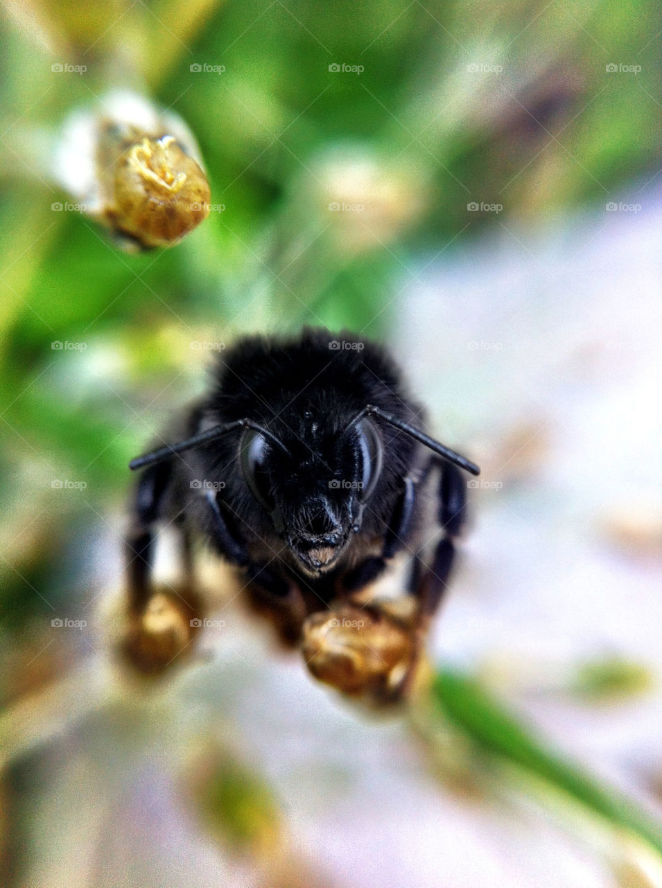 macro sommar humla insekt by ka71
