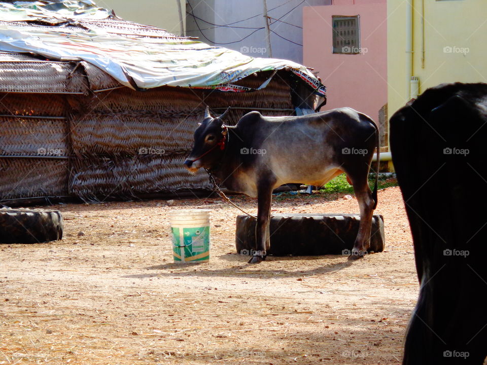 kangeyam bull jallikattu india,Tamilnadu