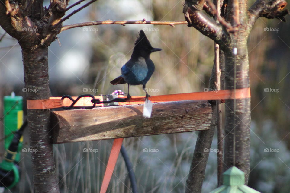 bluejay