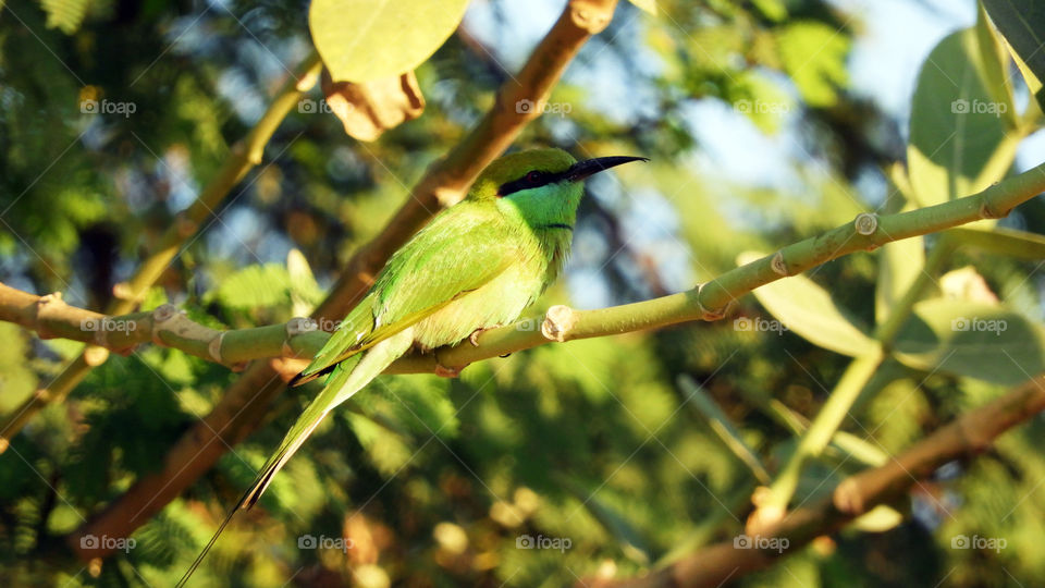 Nature# Green#bird