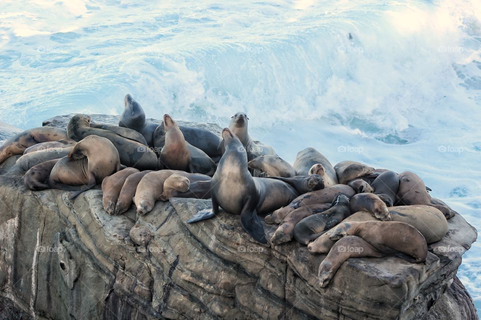 Seals