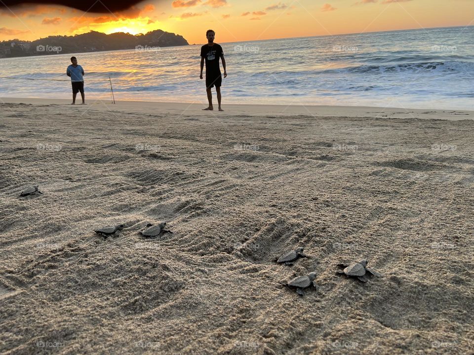 Liberación de tortugas en la playa 