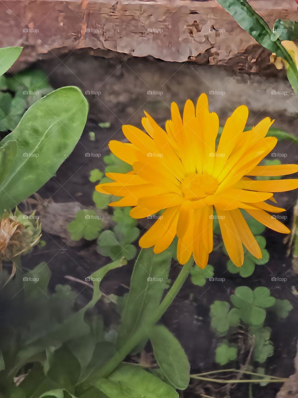 Bright yellow flower / radiante flor amarilla