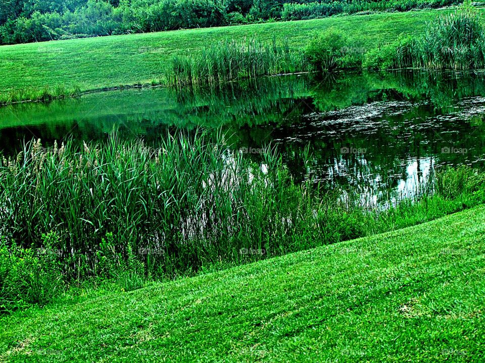 The Field of A Pond