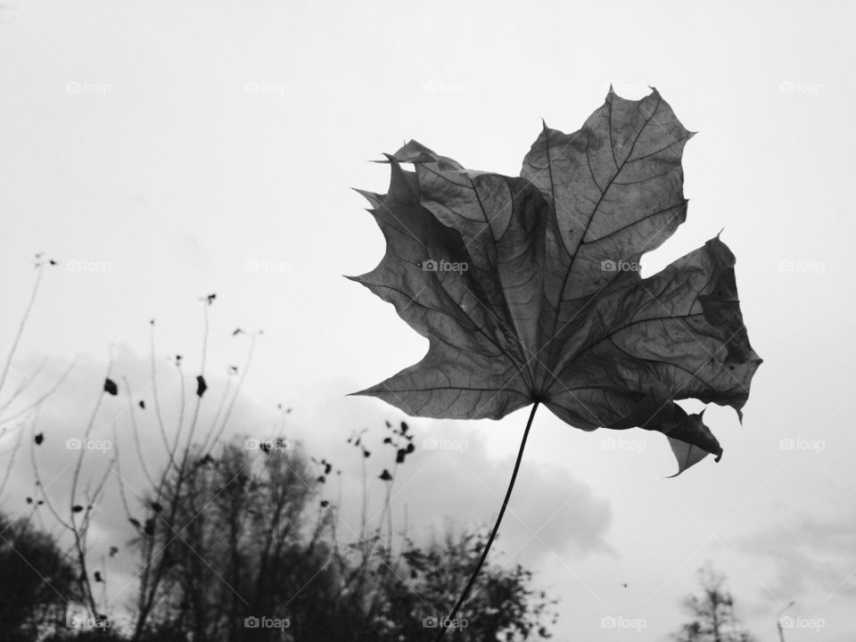 Leaf, Fall, Nature, Flora, Tree