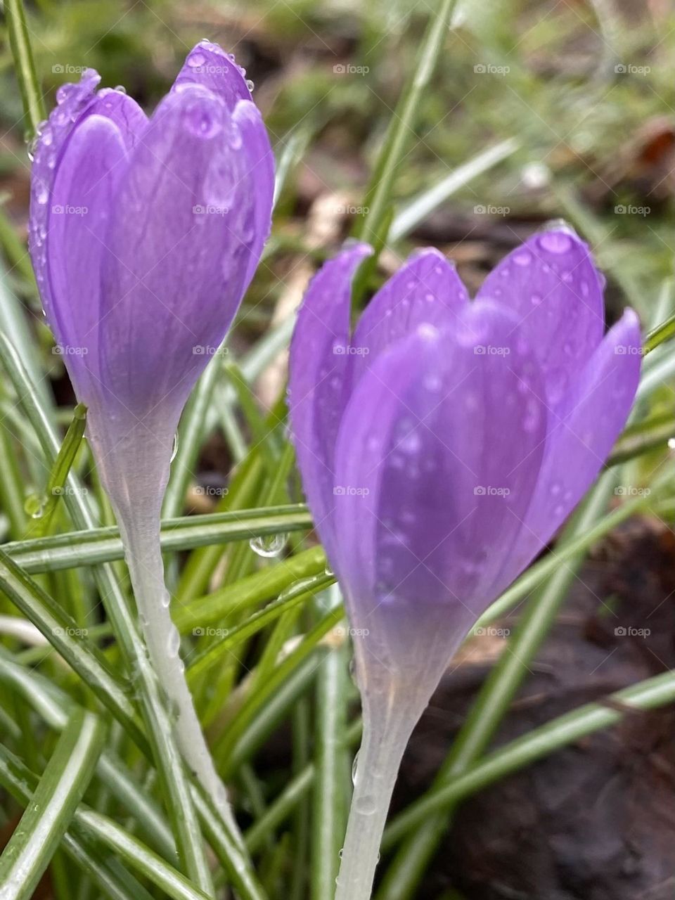 Crocus