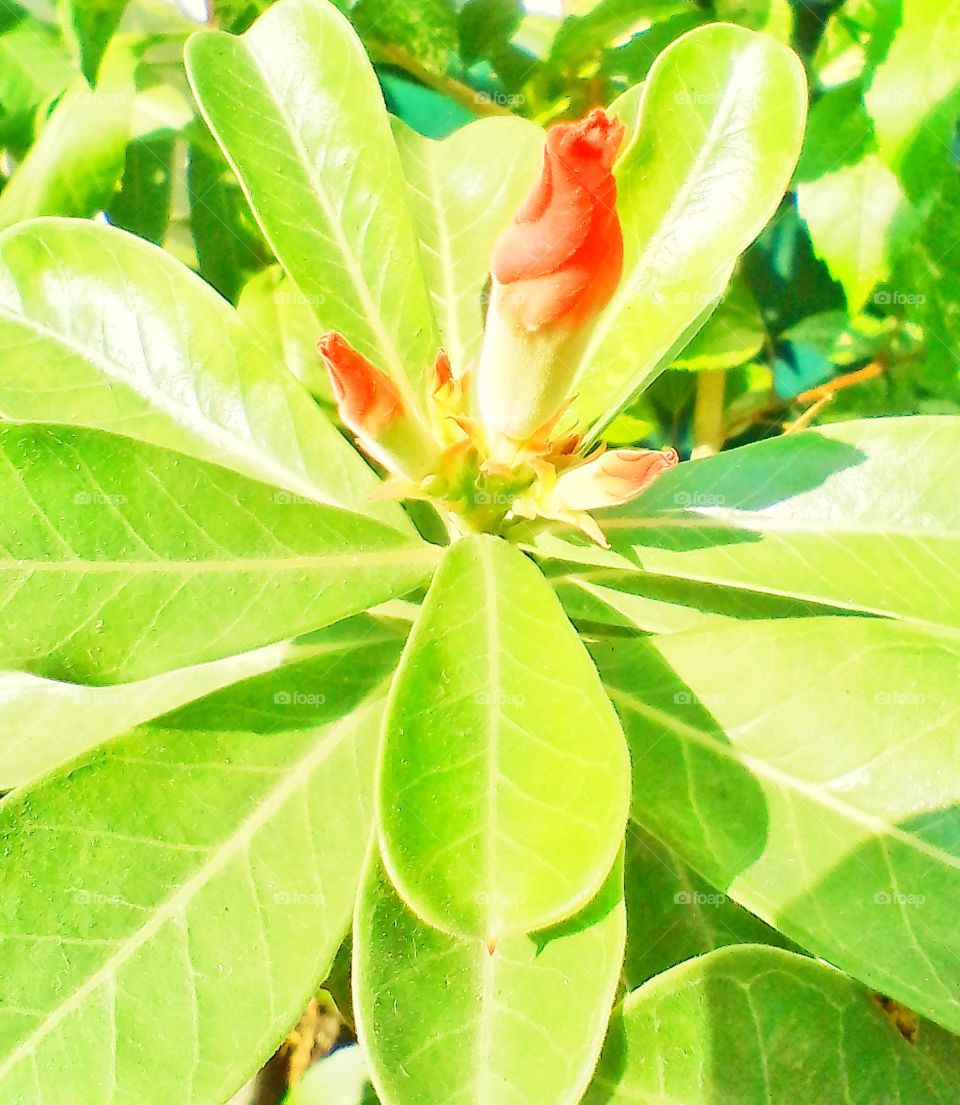 The flower still to close