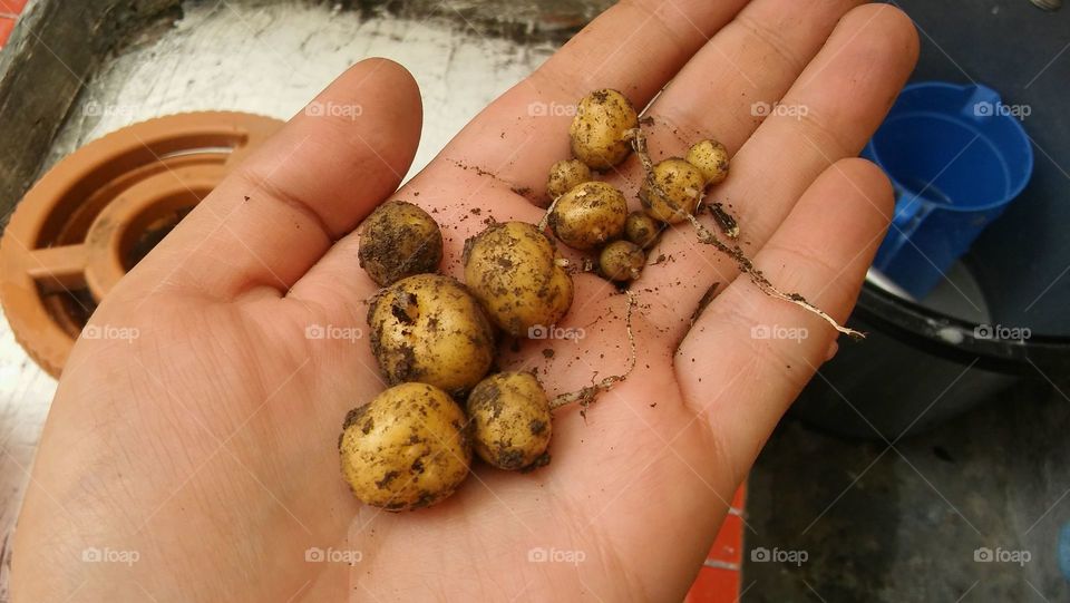 Harvesting my potato, after a 2 months journey far away...
