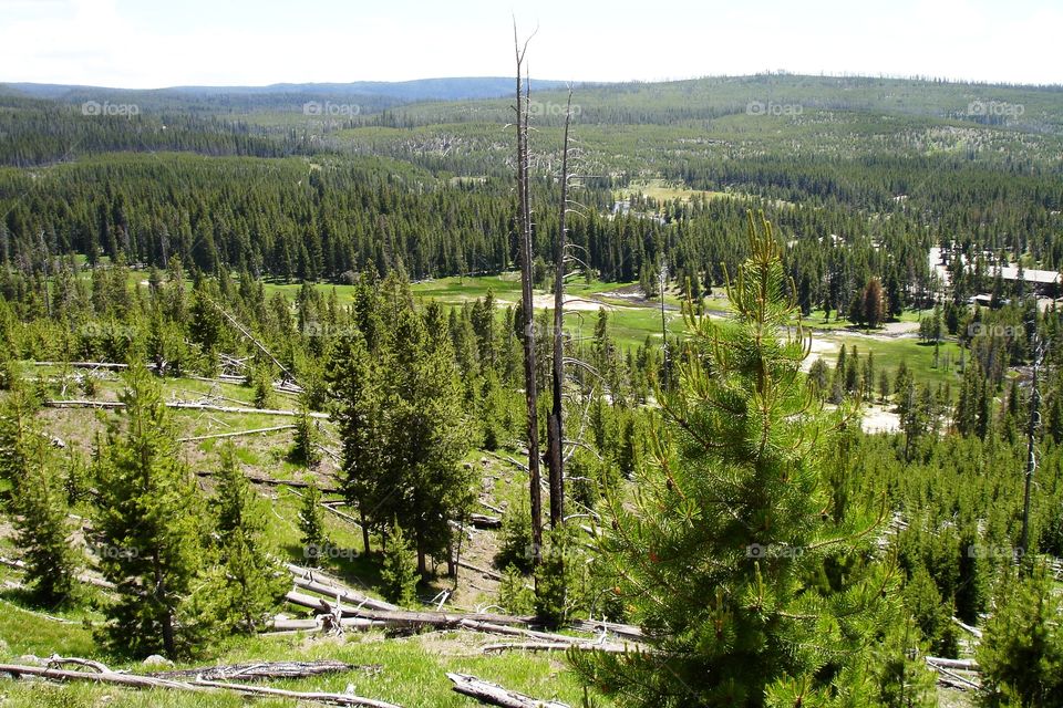 Valley and trees at Yellowstone National Park 