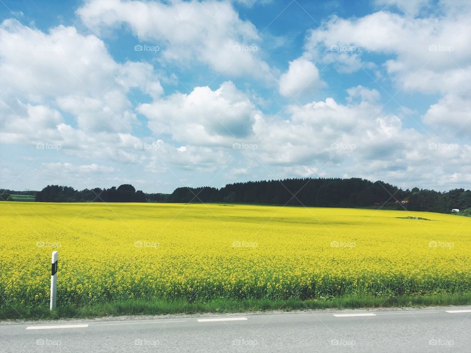 rapeseed fields