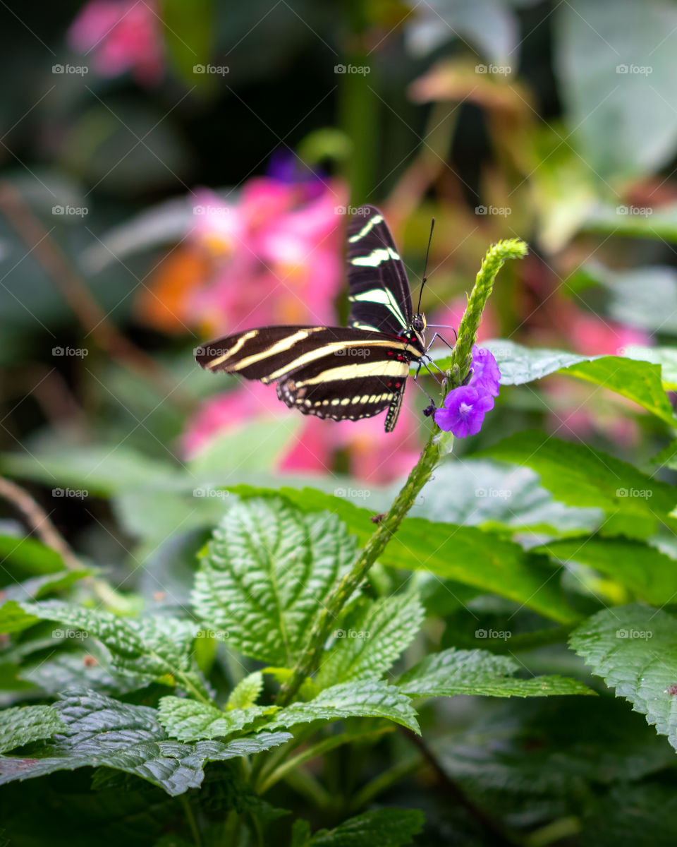 Beautiful black and yellow butterfly sits on a vibrant purple flower surrounded by lush greenery and colorful flowers. 