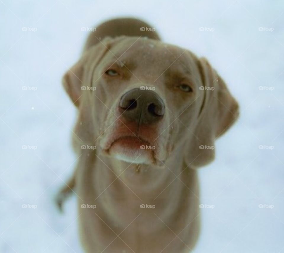 dog