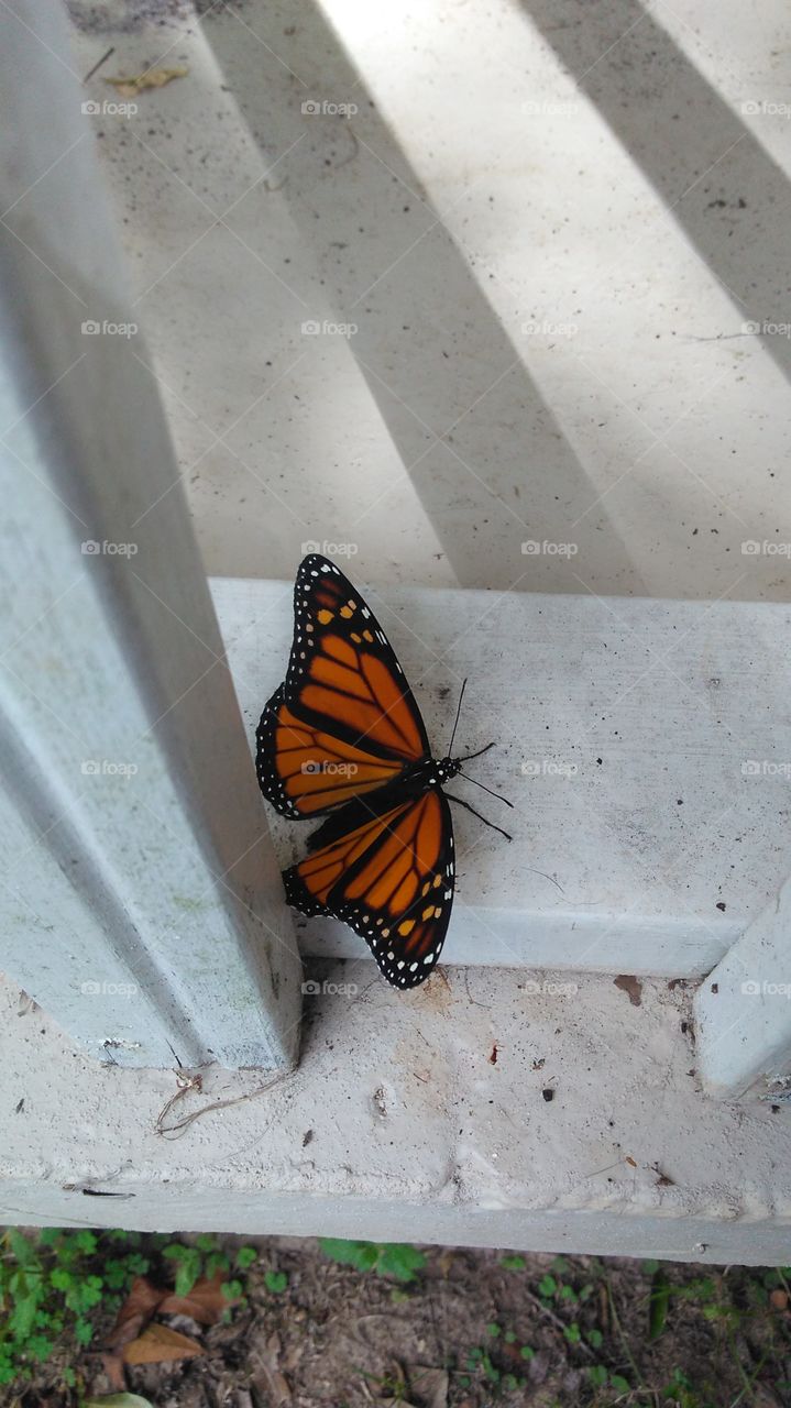 Monarch Butterfly Visiting the Porch