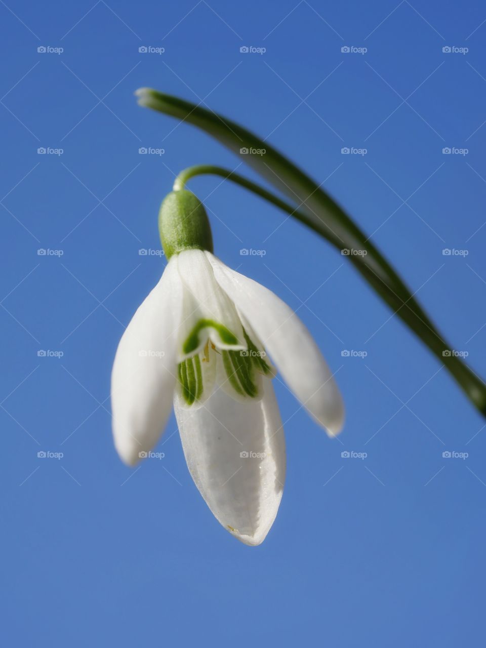 Close up of snowdrop flower against sky