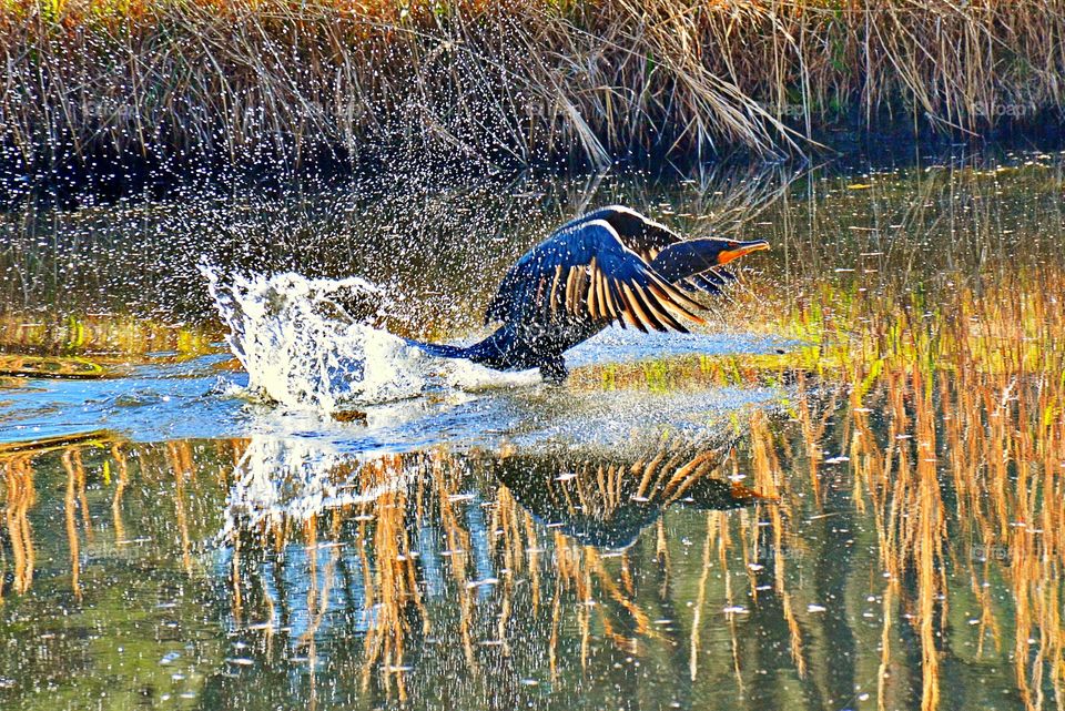 Cormorant 
Skimming 
