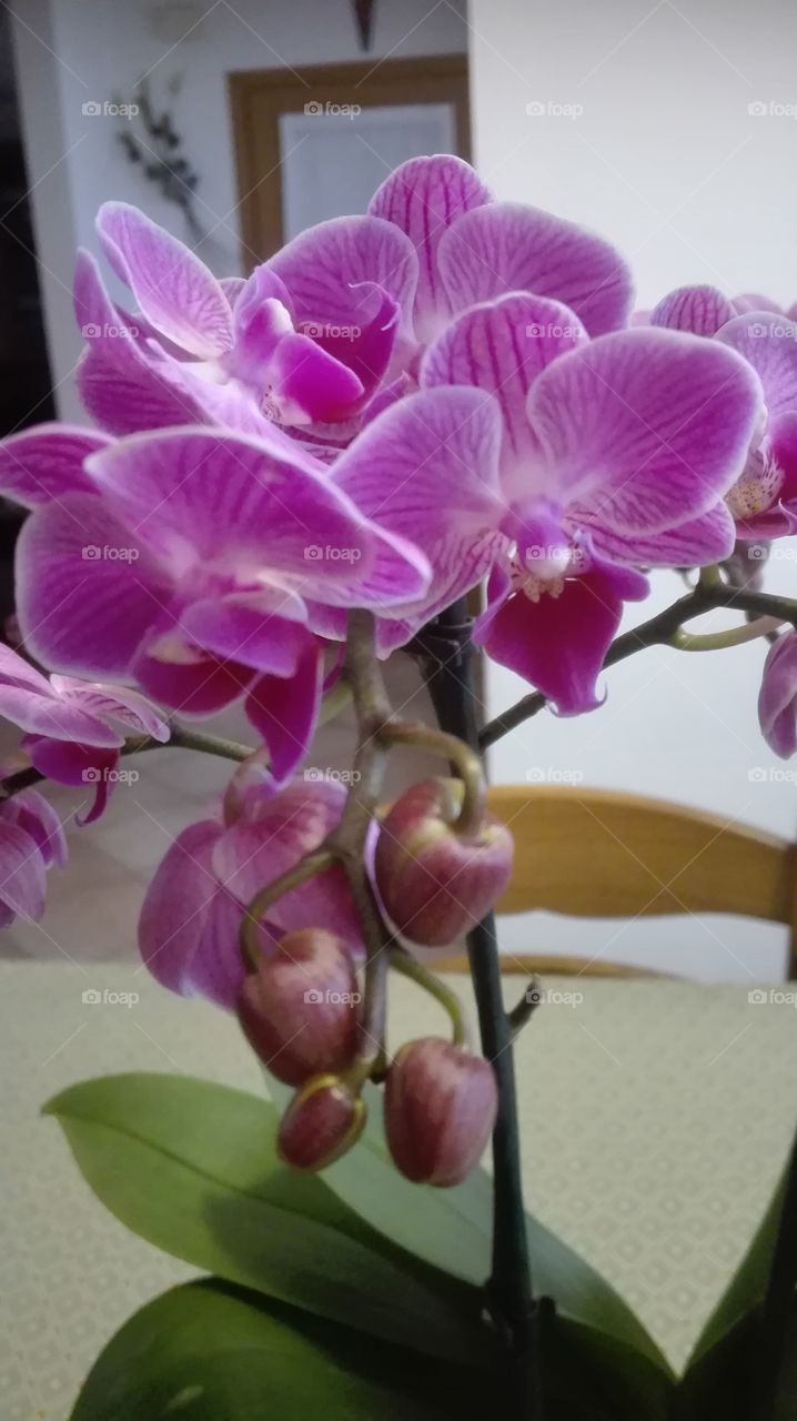 orchidee