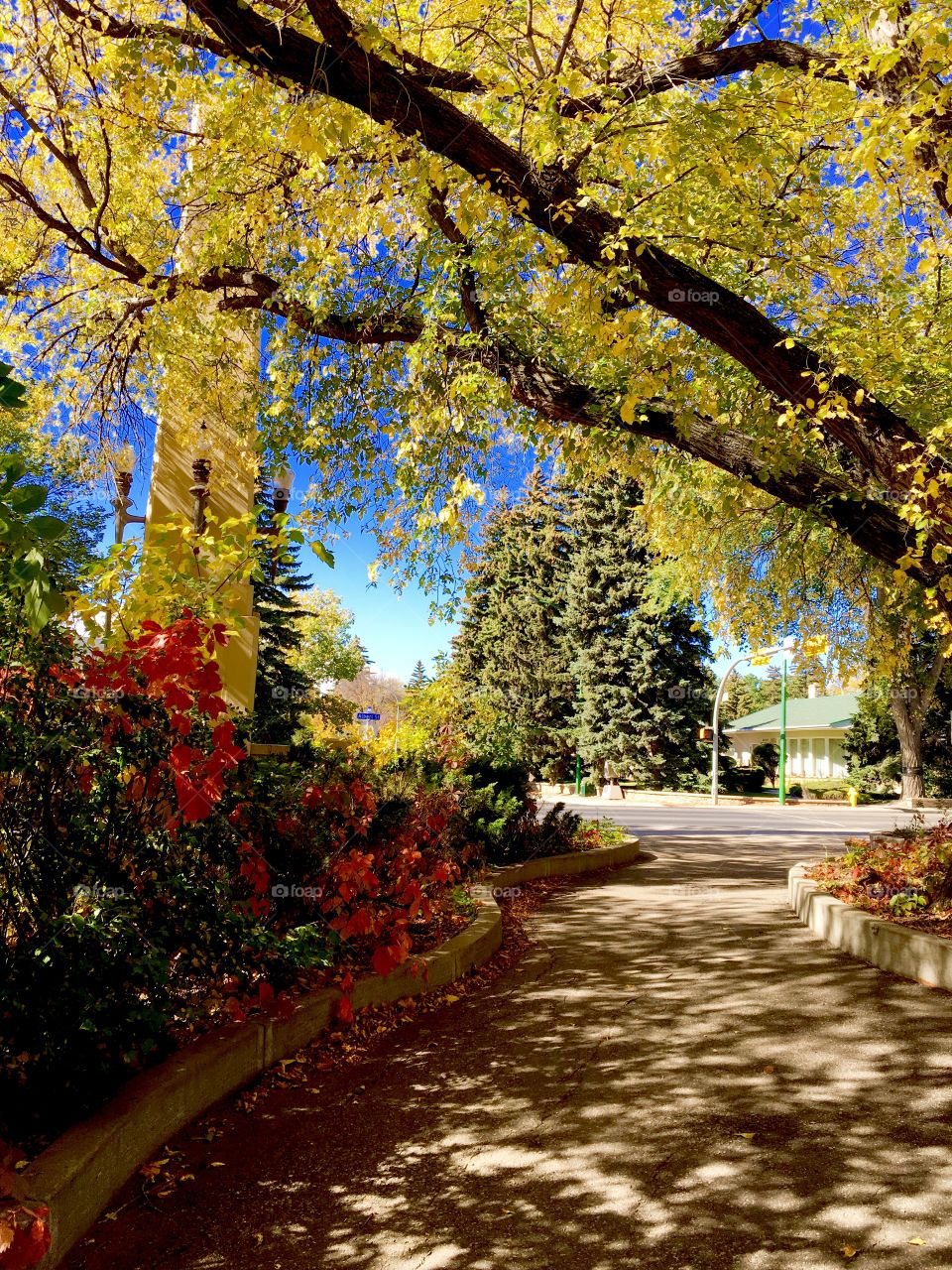 Fall trees