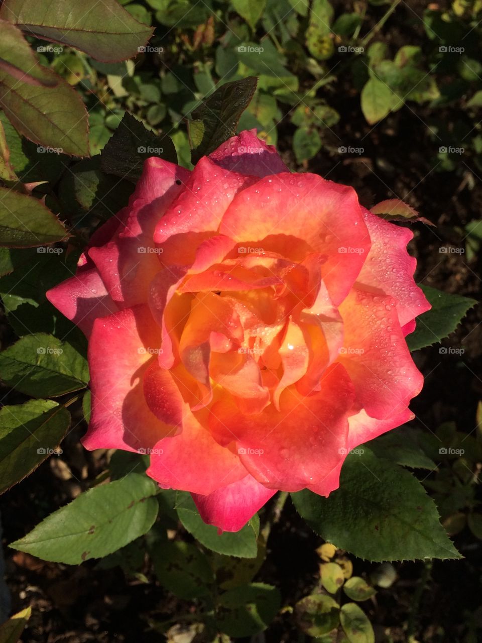 Blooming rose