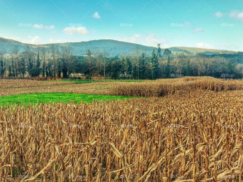 Corn Field, Galicia