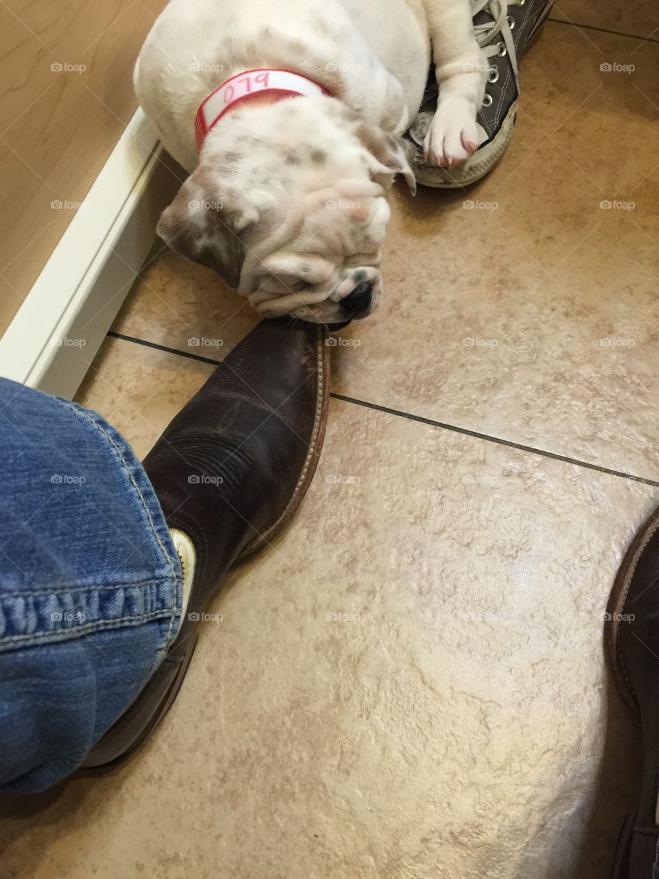 Bulldog puppy chewing on boots
