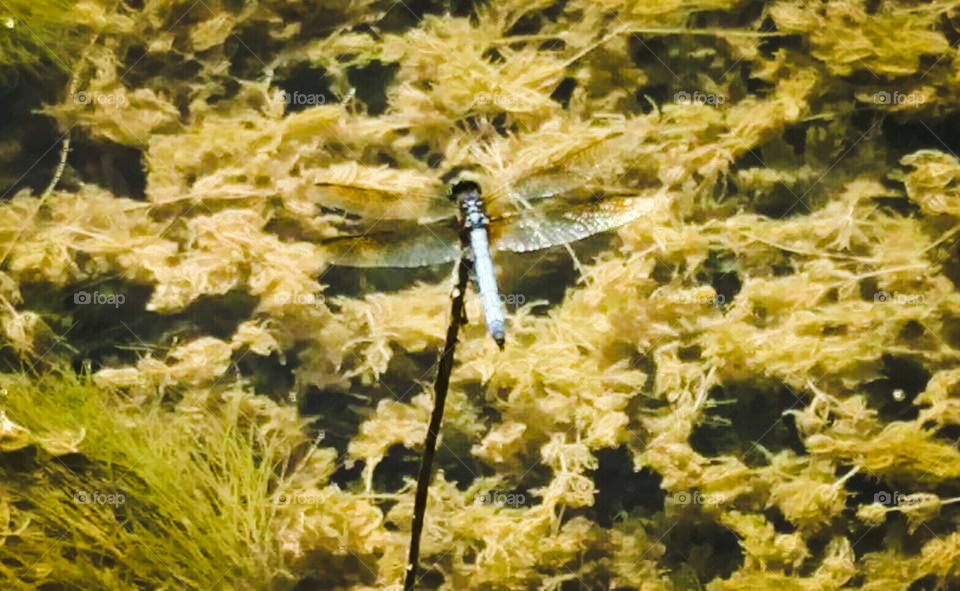Dragonfly