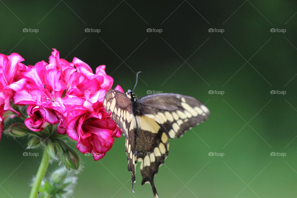 Giant swallowtail butterfly