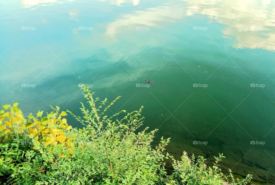 One turtle in a wide blue green water with clouds reflections. 