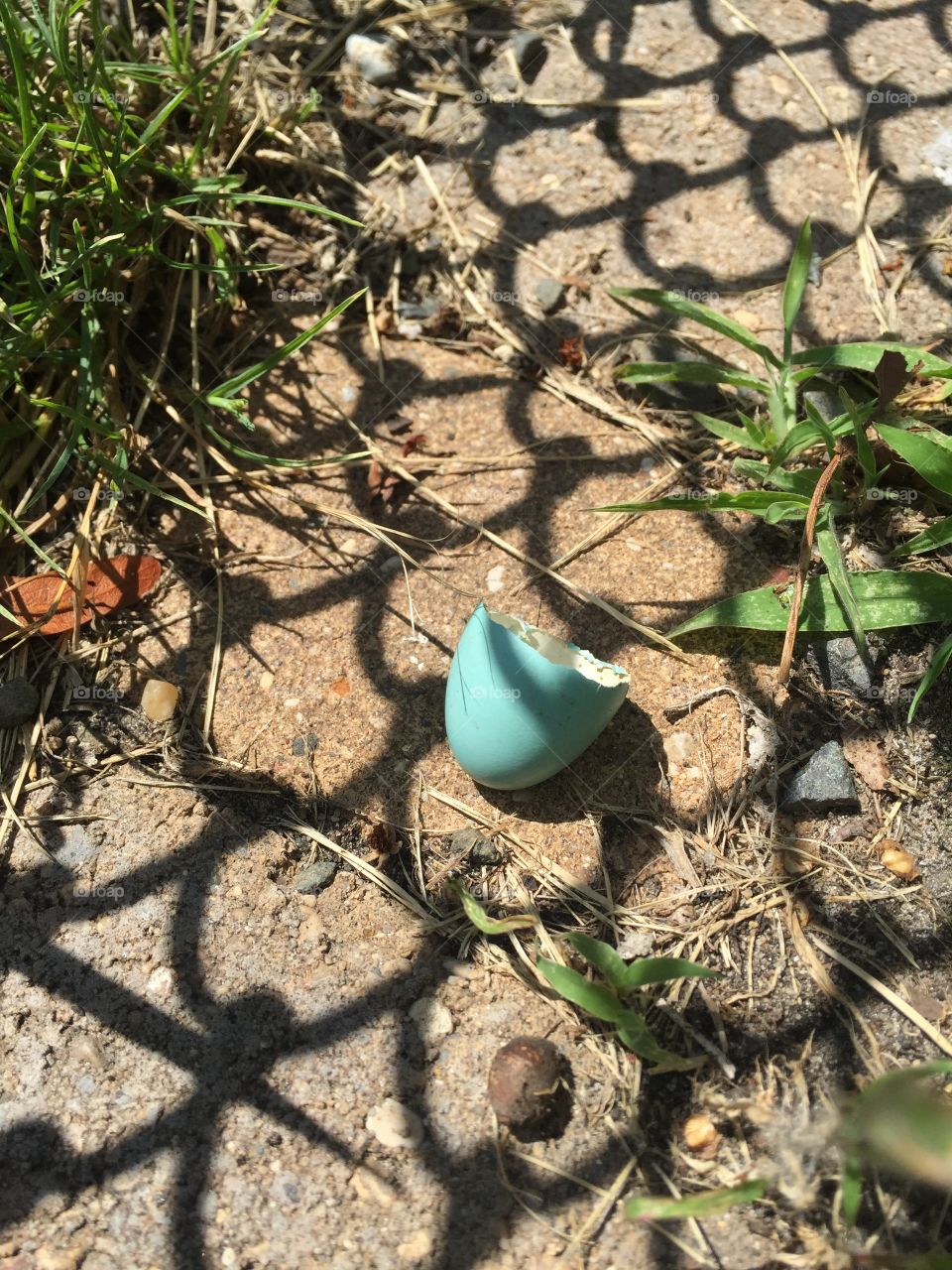 Nature, Ground, Soil, Environment, Leaf