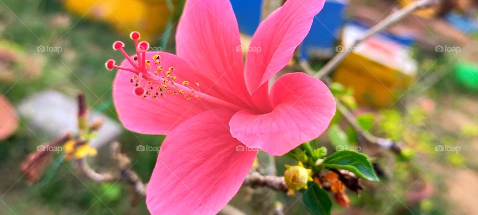 Indian Hibiscus is attracting with it's Pink petals.
