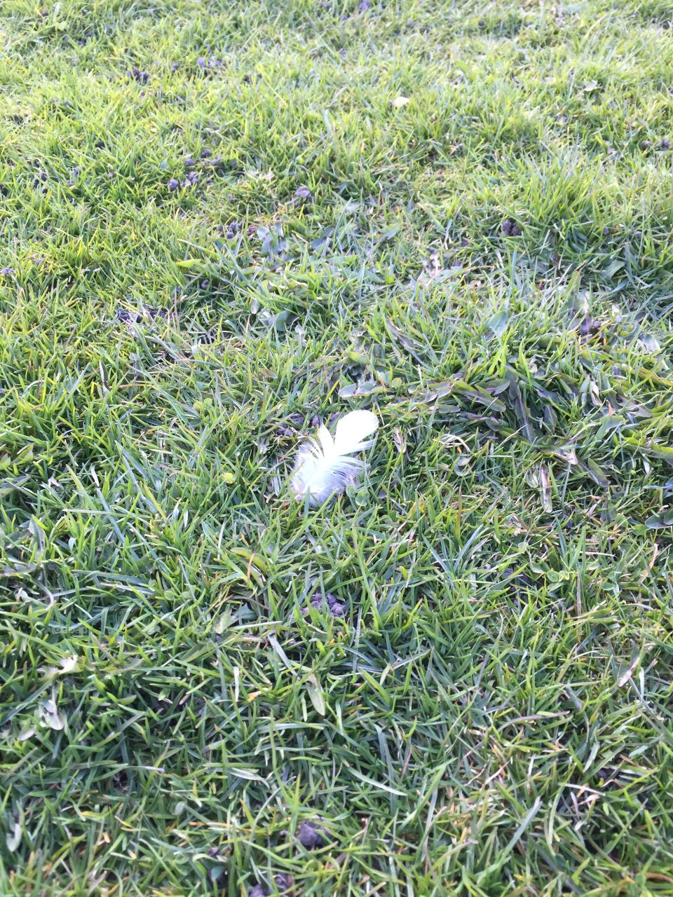 Feather in the grass 