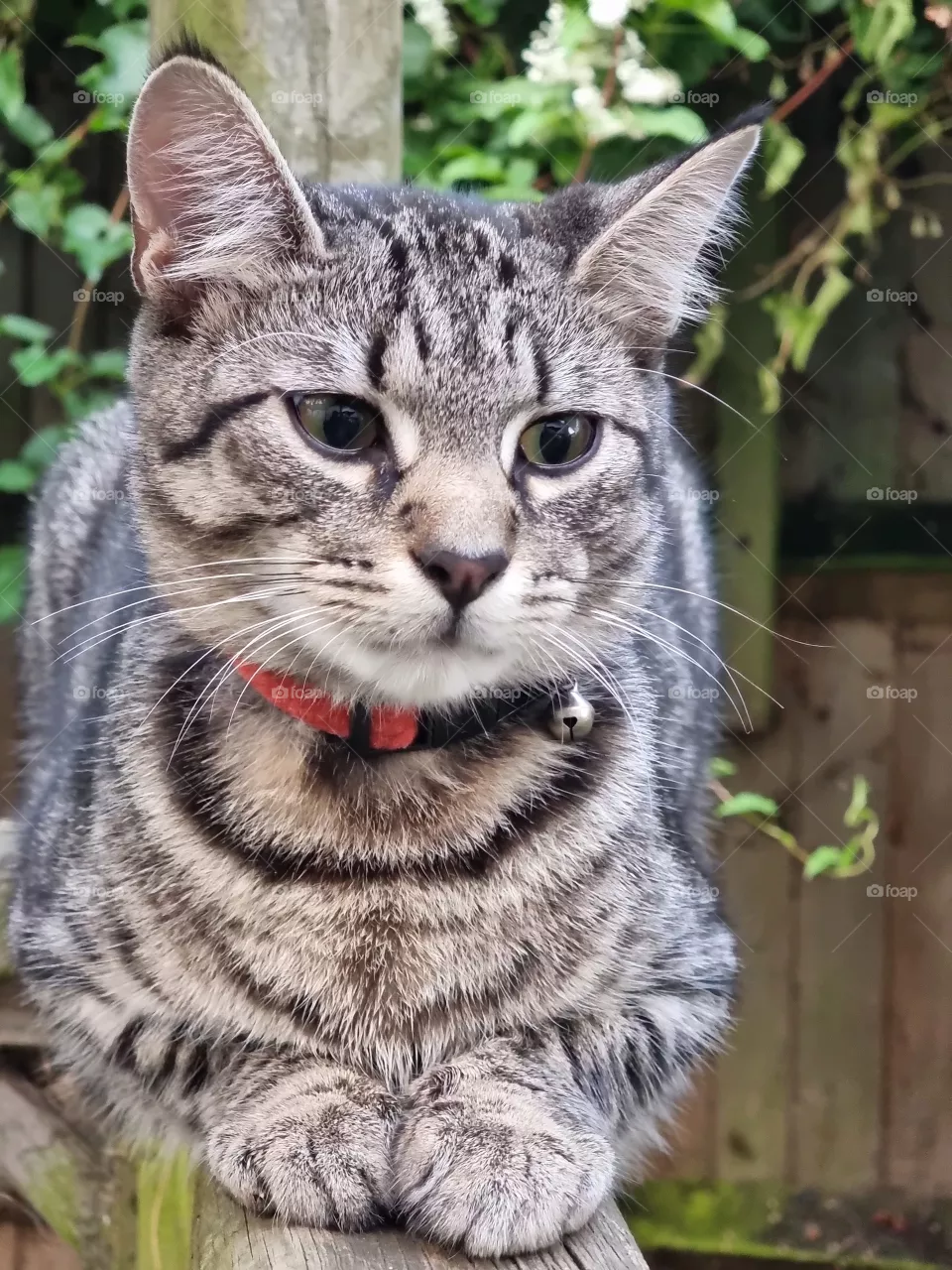 Cute cat