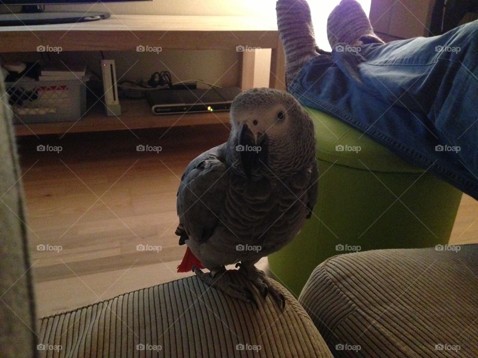 African grey parrot 