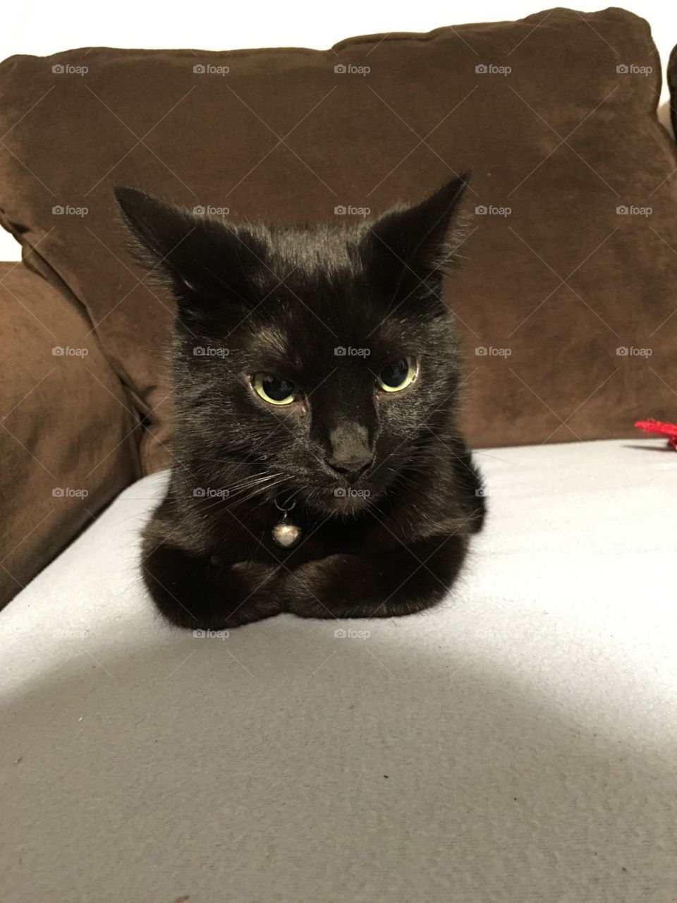 Black cat sitting on couch 