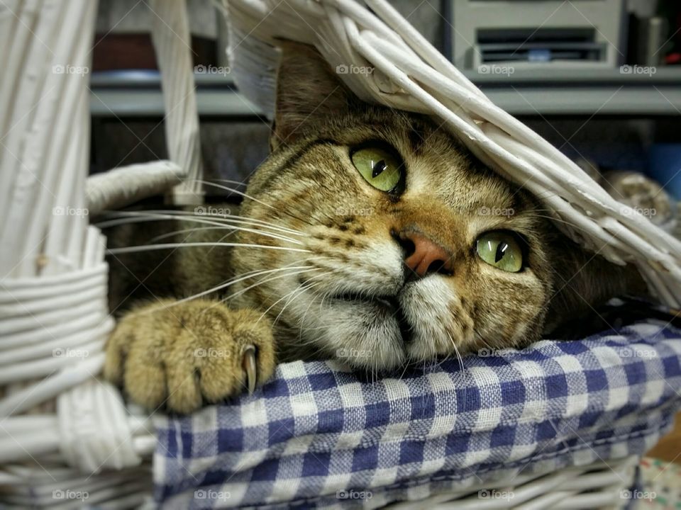 Beautiful tabby cat peeking out of a white wicker picnic basket looking sweet with big green eyes and a blue and white check cloth