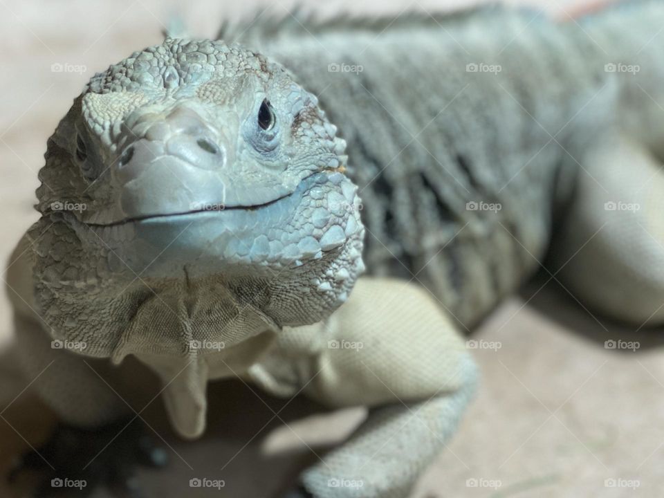 Smiling reptiles