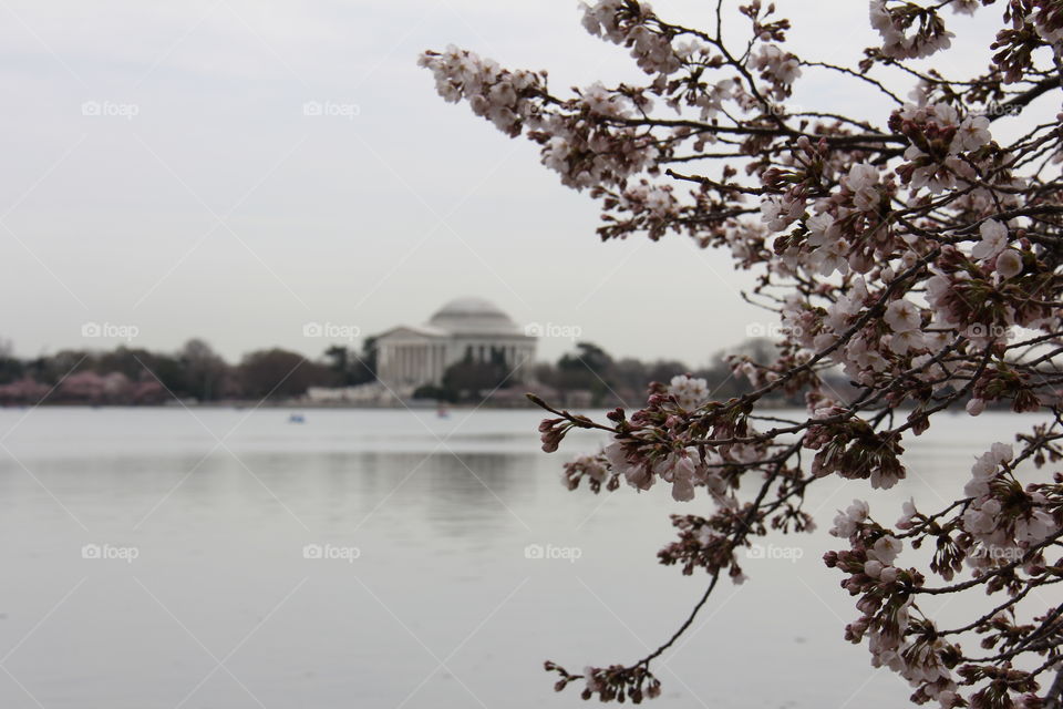 Jefferson Memorial and cherry blossoms