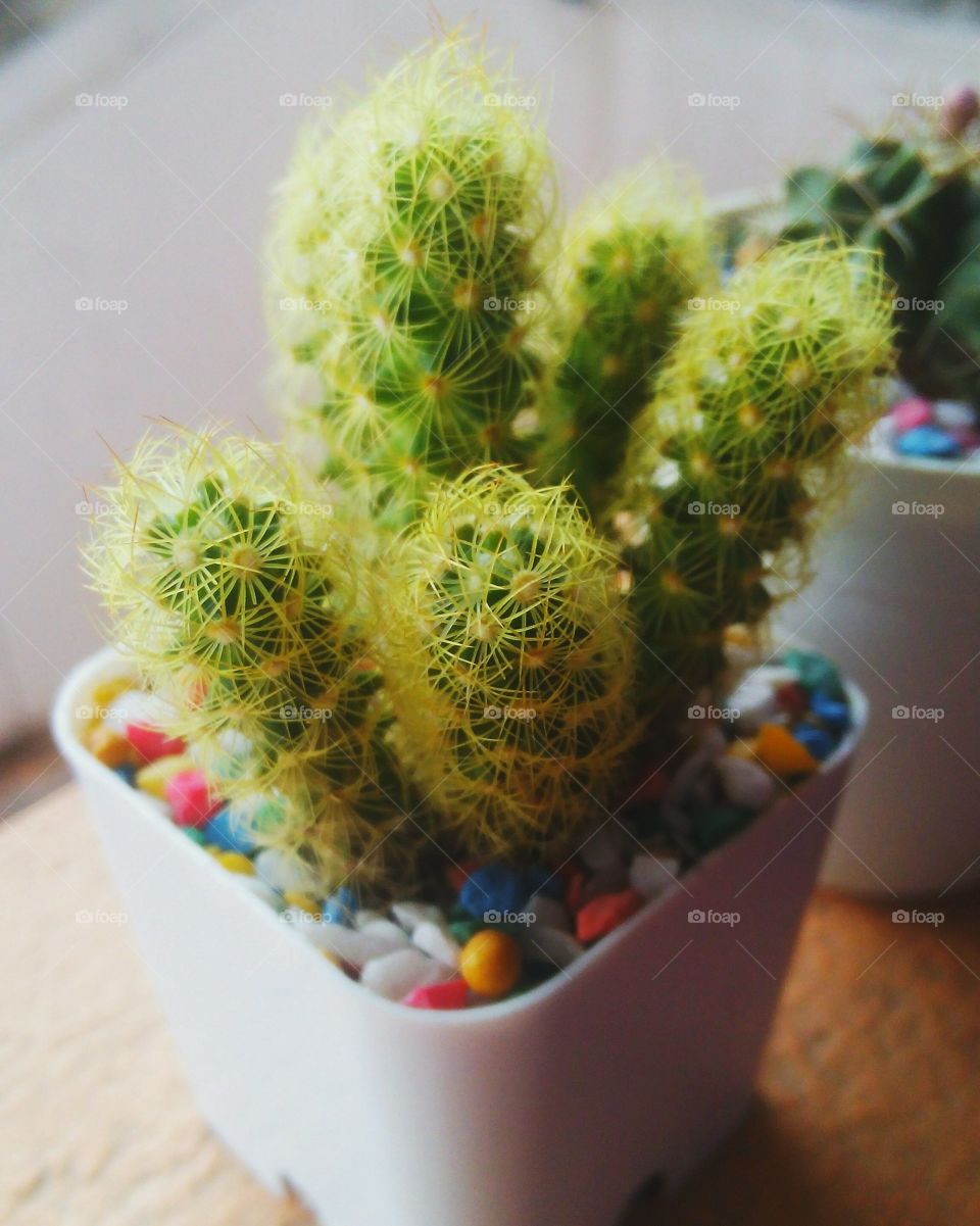 cactus