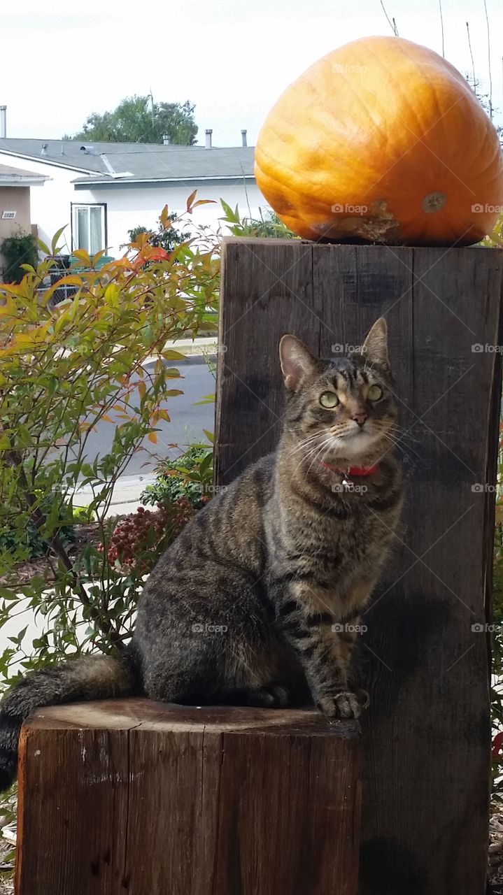 Fall Kitty Pose Pumpkin