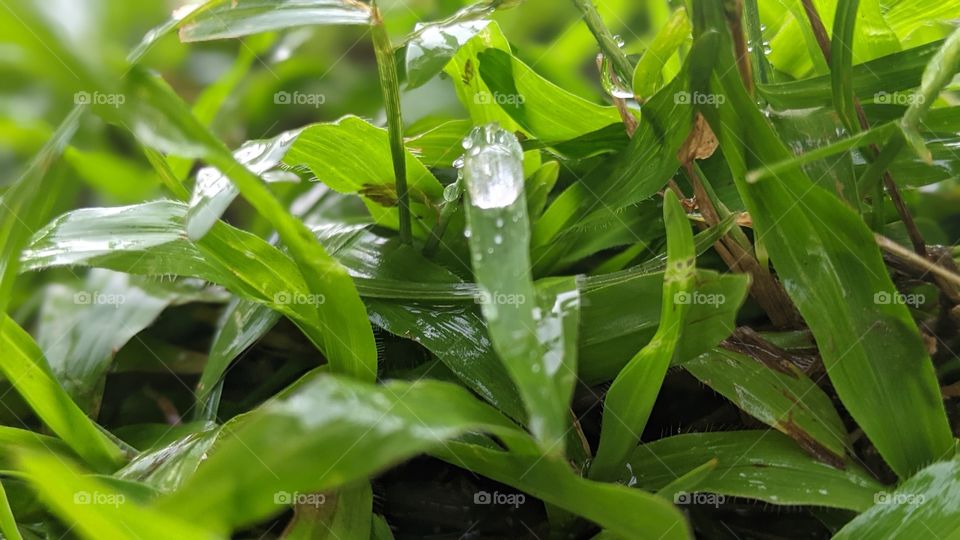 rainfall on grass
