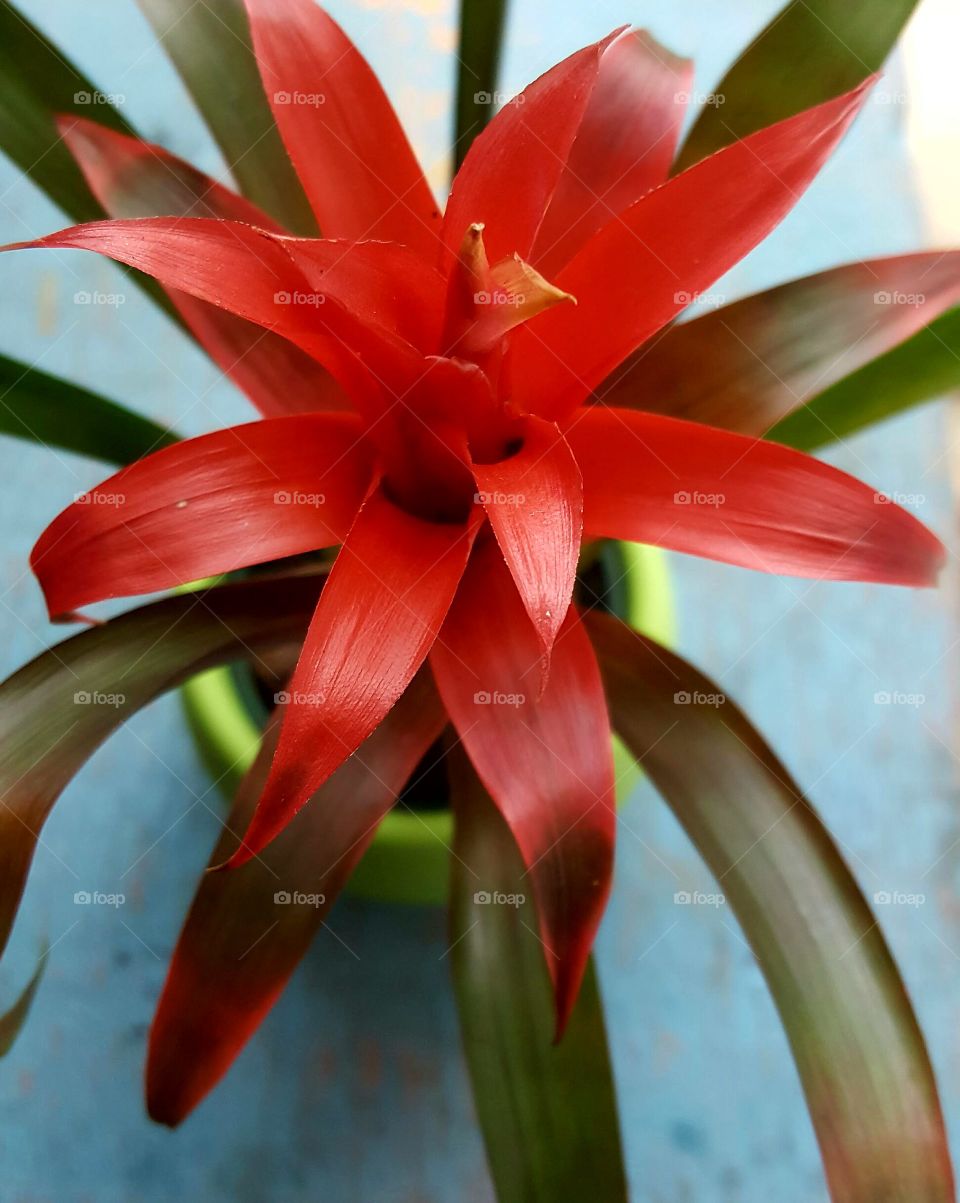 bromeliad
