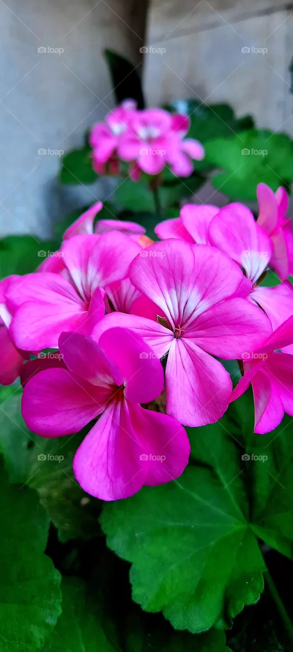 Geranium